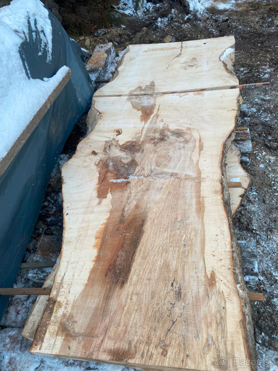 Rezivo Buk Dub Jelša Javor. - 6