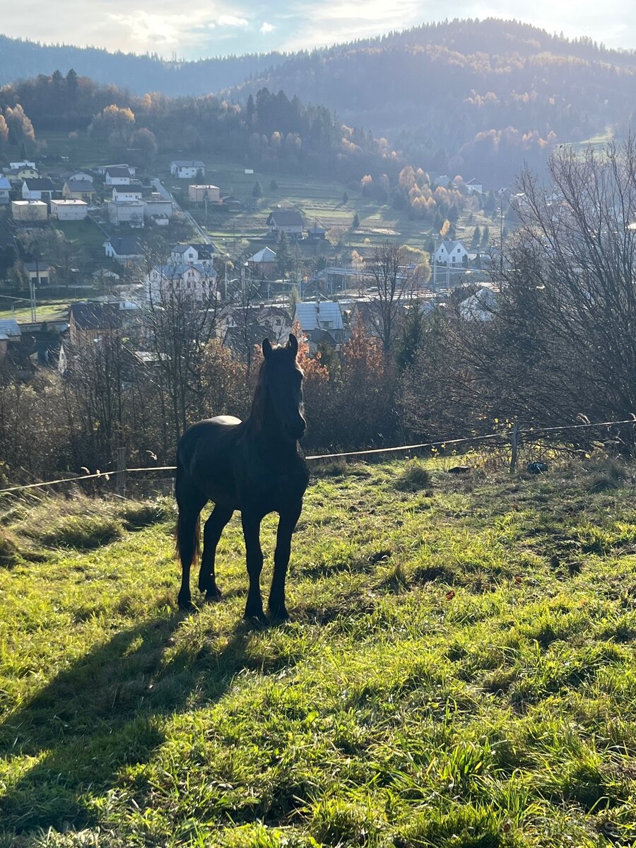 Frízsky žrebec - 6