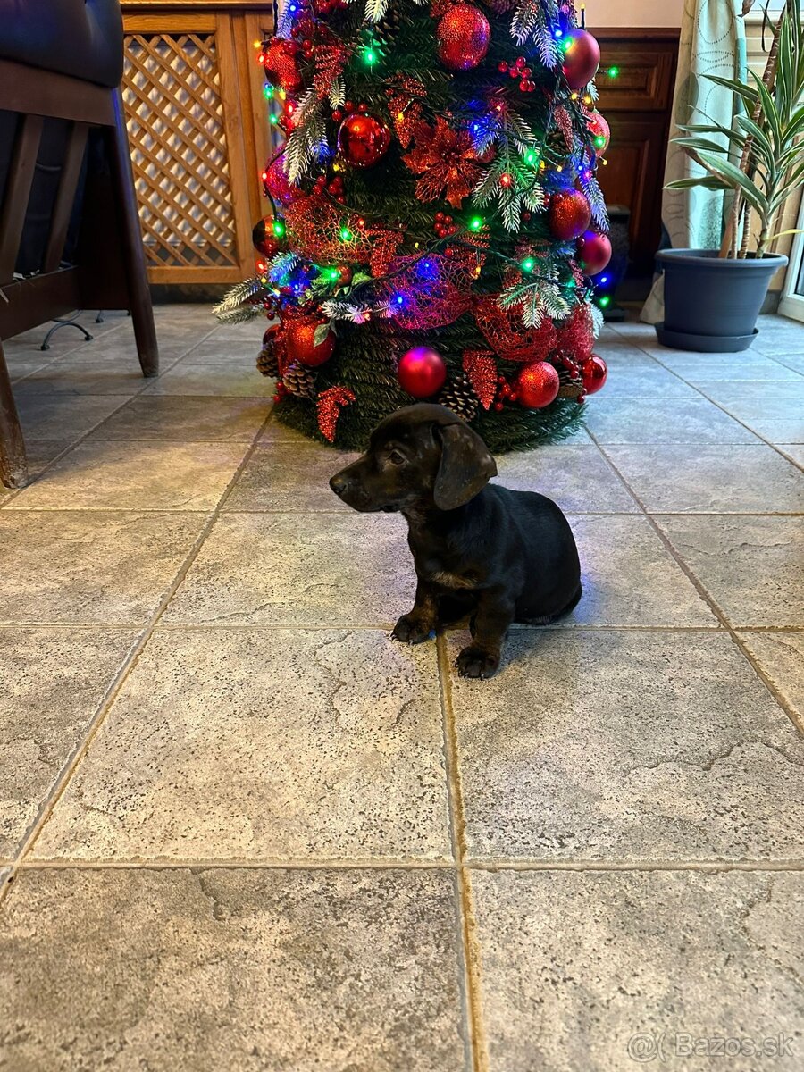 Jazvečík, jazvečík - 6