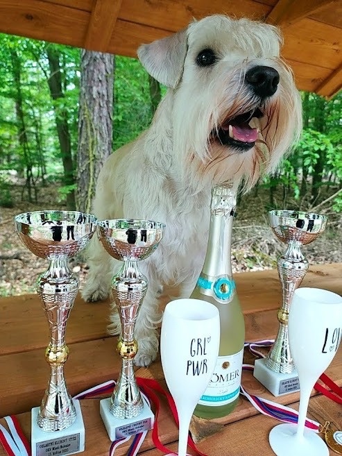 Bradač malý s rodokmeňom - 6