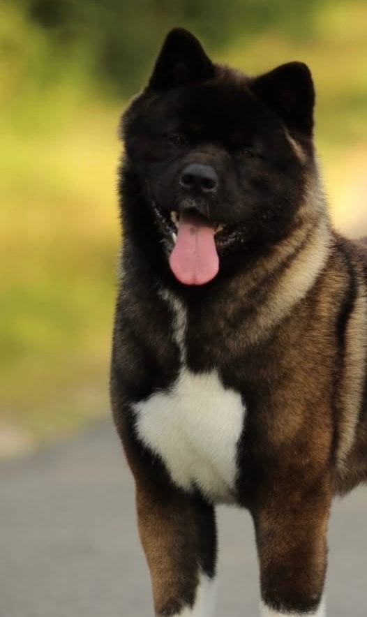 Americká akita - plánovaný vrh ,,D” - 6