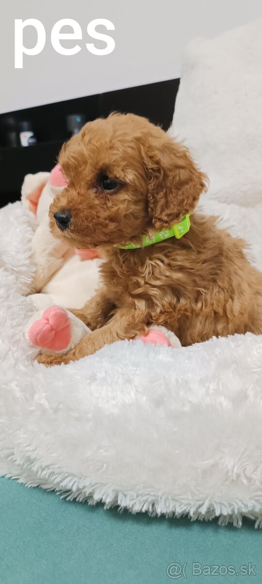 Pudel trpasličí - 6