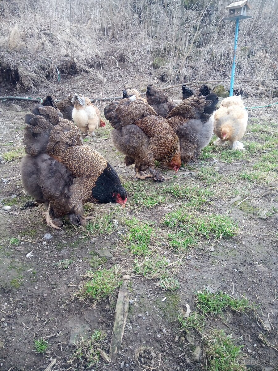 NB Brahma jarabičia 1,50€ - 6