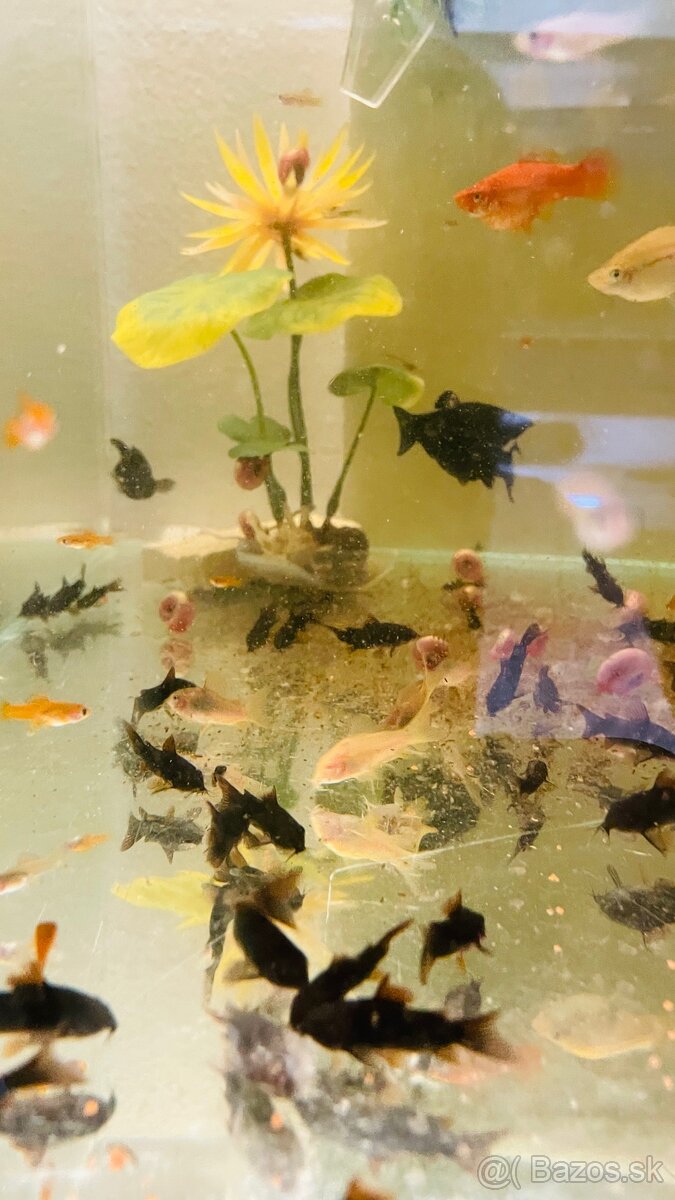 Predam ryby. - 6