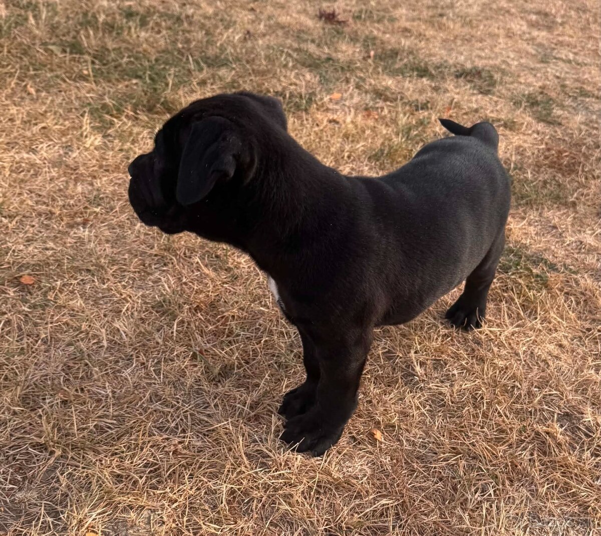Cane corso - 6