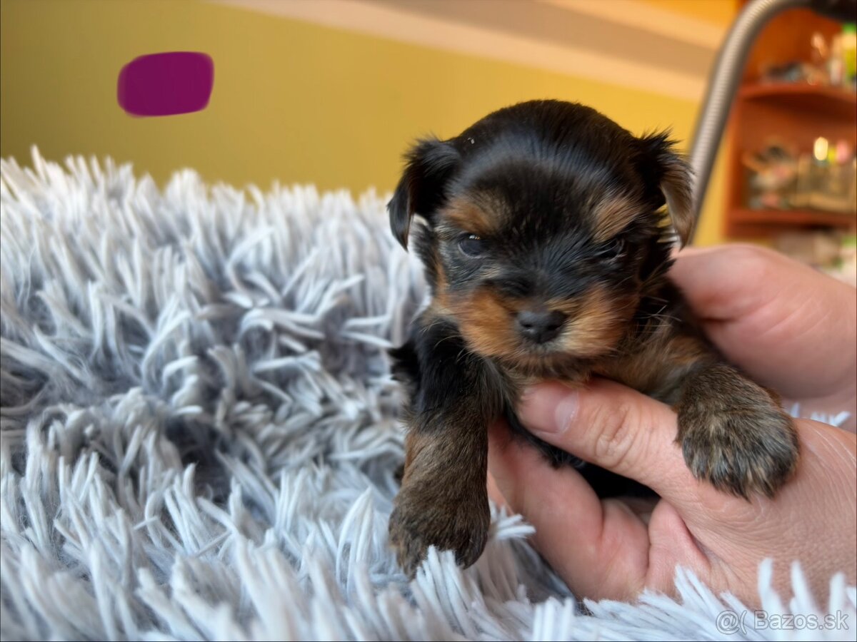 Yorkshire terrier - 6