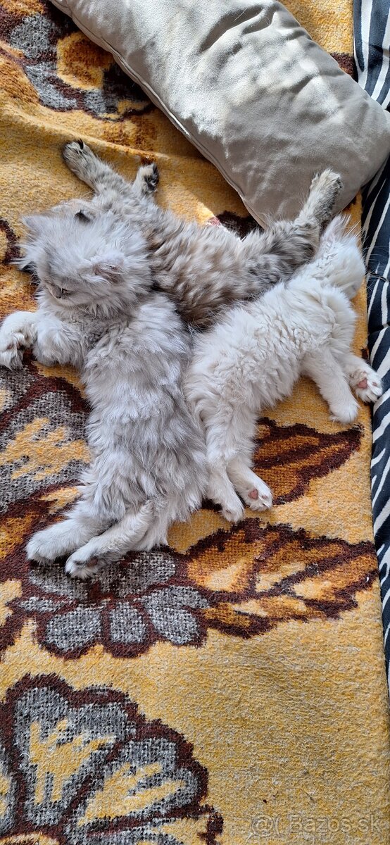 Perzske mačiatka - 6