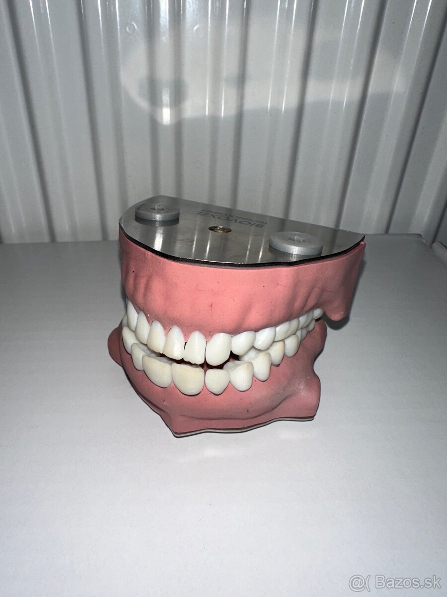 BioVoxel Typodont Čelusť - 6