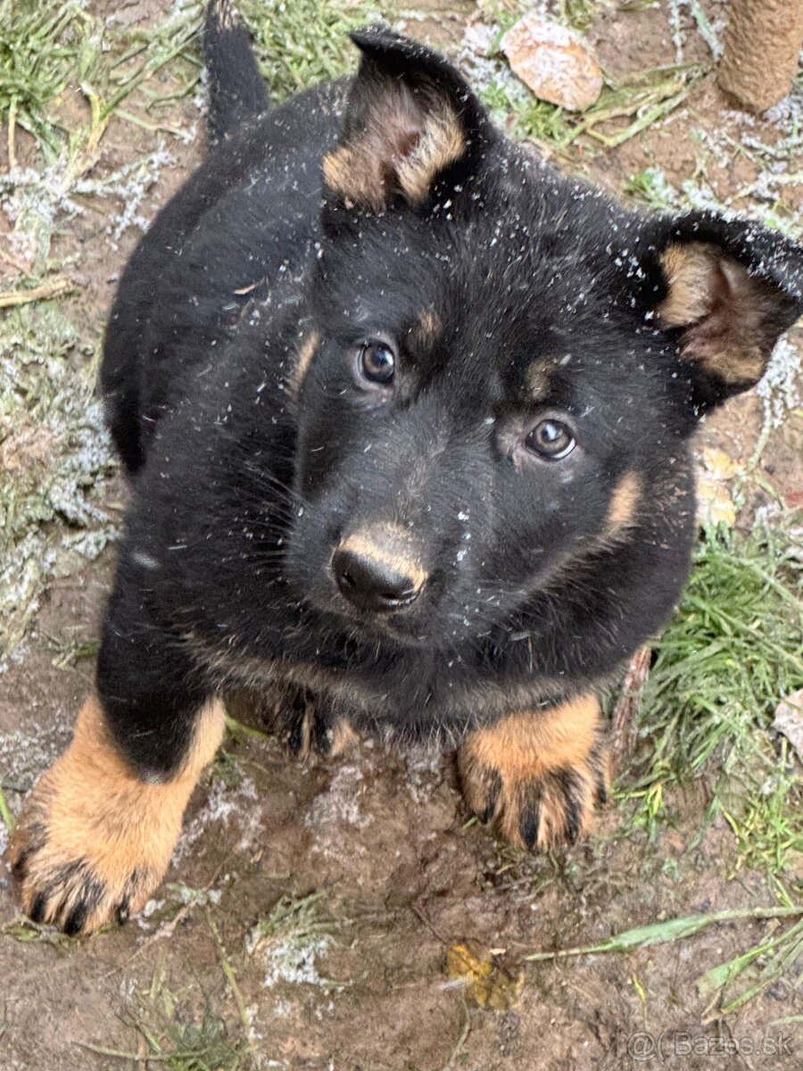 Nemecký ovčiak - štenatá - 6