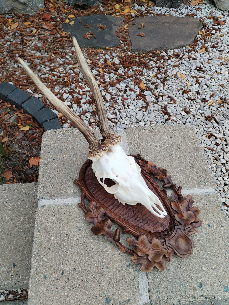 Podložka pod trofej srnca - 6