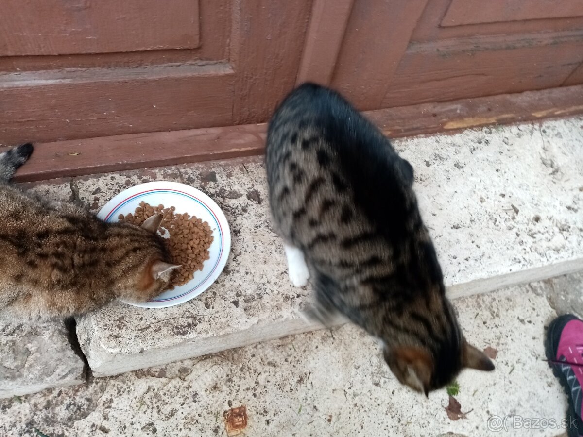 2x mačiatka - 6