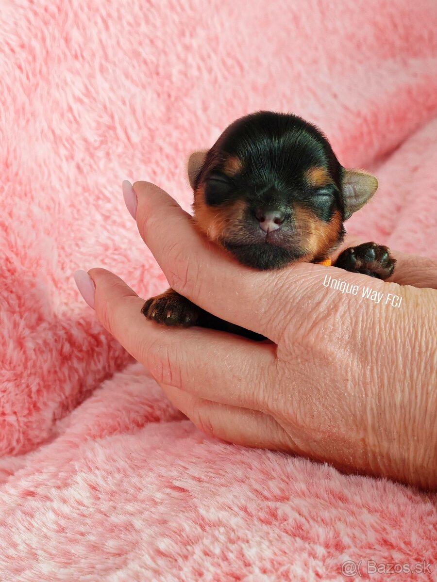 Yorkshire terrier s PP FCI (s preukazom pôvodu/rodokmeňom) - 6