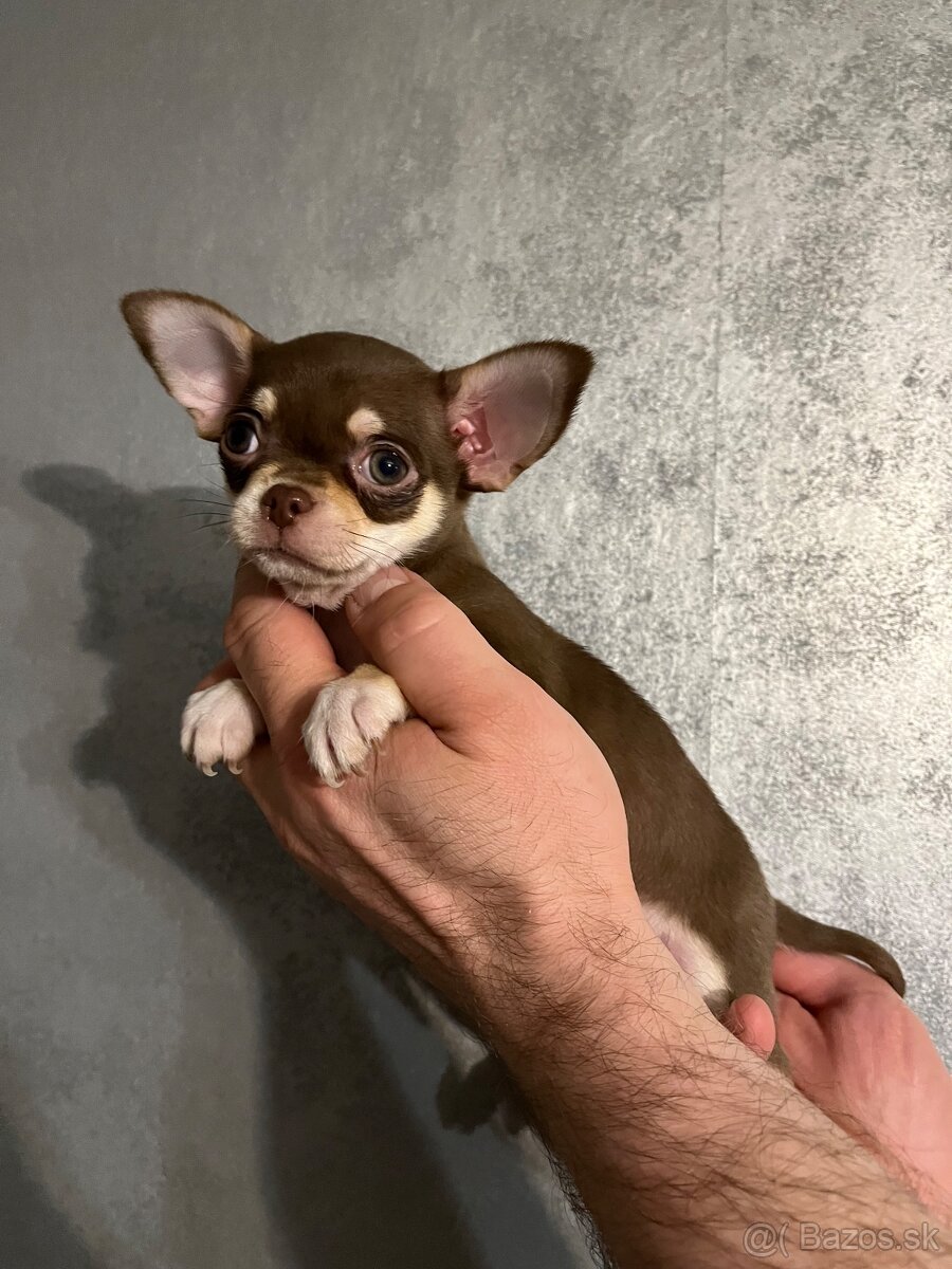 Čivava krátkosrstá s pp fci - 6