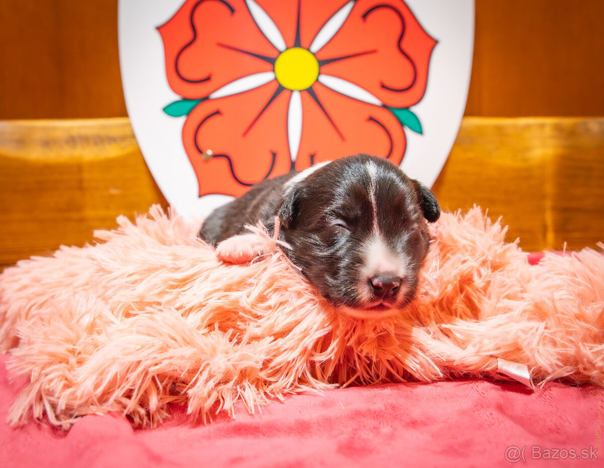 Šteniatká Border Kólia s PP, Border Kolia - 6