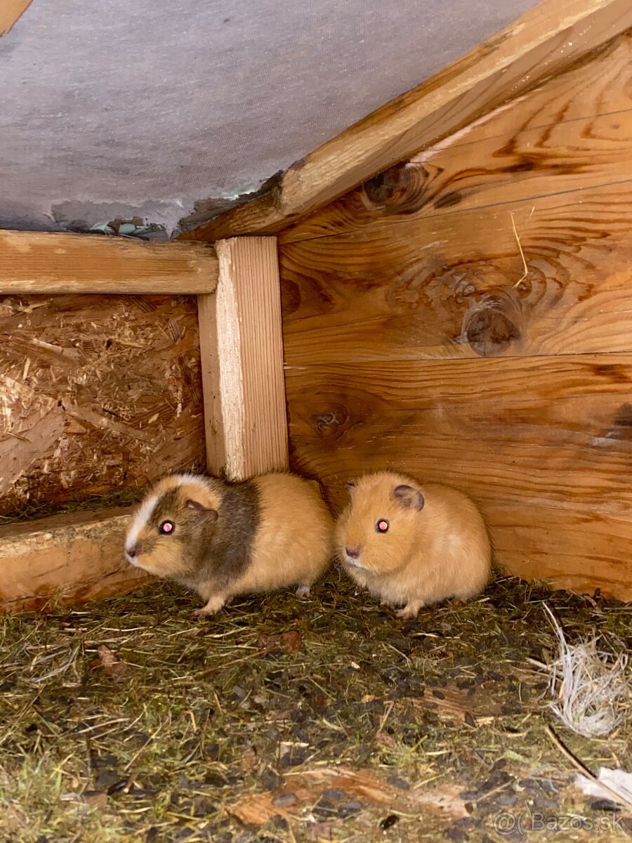 Predám do dobrých rúk - 6