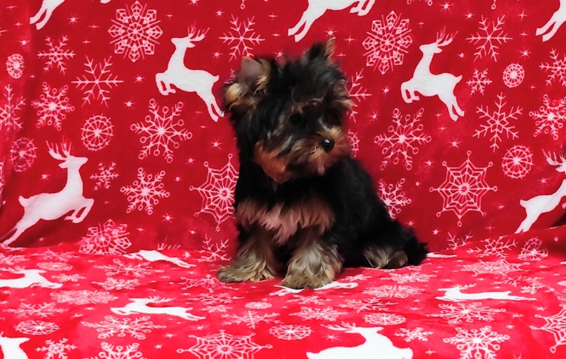 Yorkshire terrier - 6