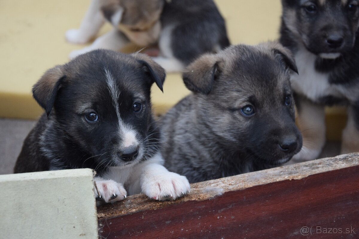 Predám šteniatka malamut × kríženec - 6