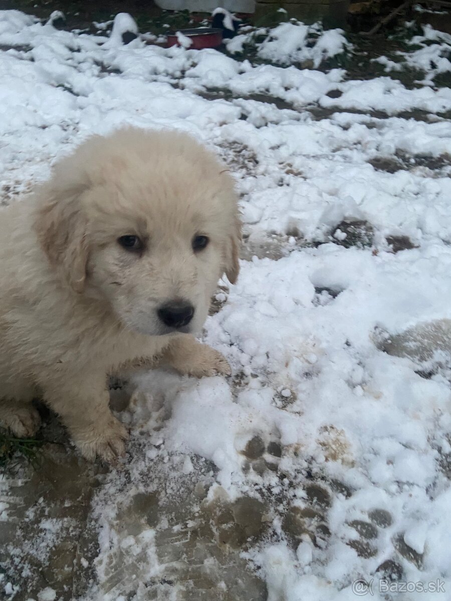 Slovenský čuvač - 6