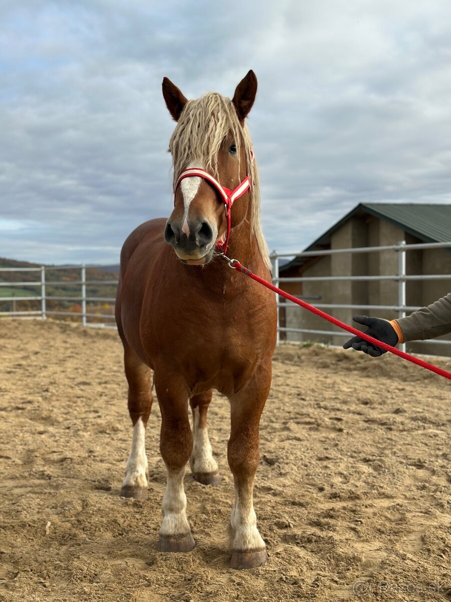 Predám žrebca - ťažný kôň na predaj - 6