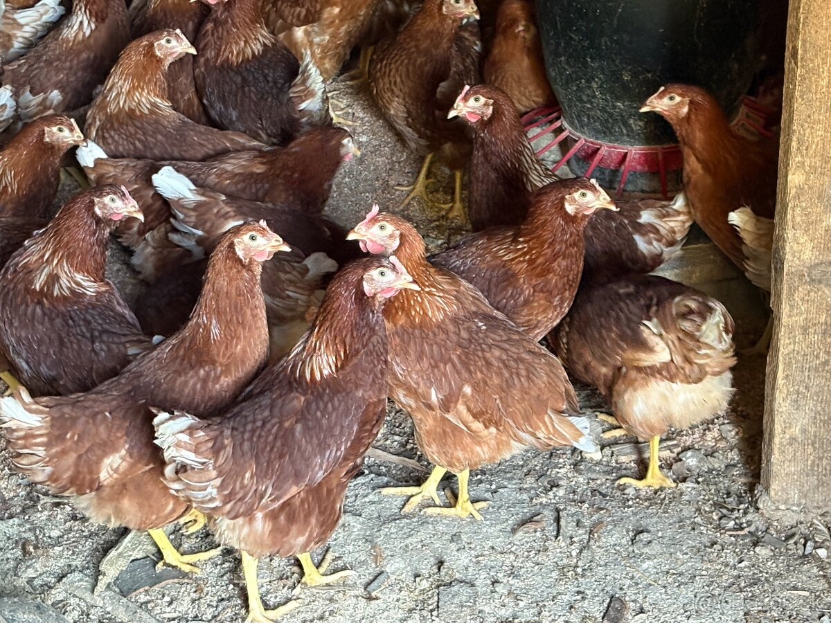 Sliepky Mládky Nosnice Lohman - 6