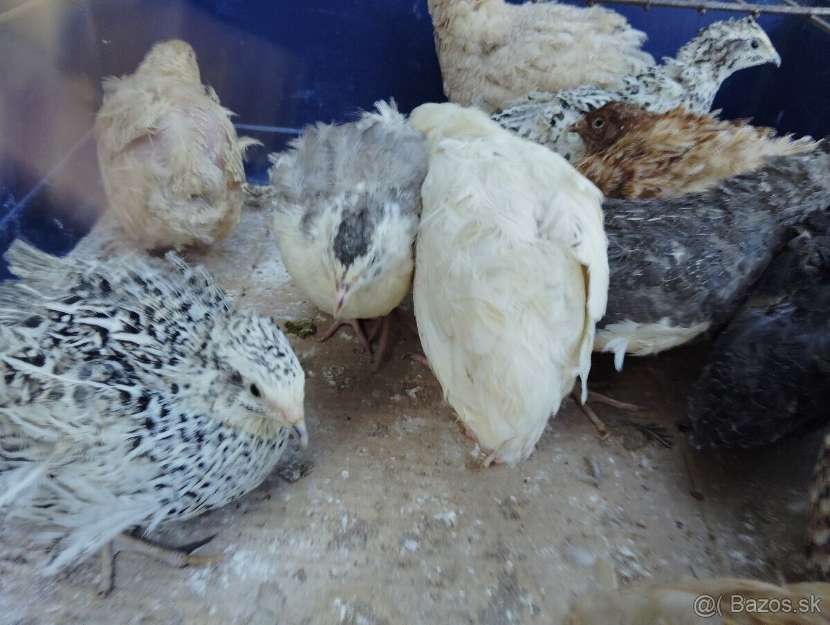 Predám japonské prepelice - 6