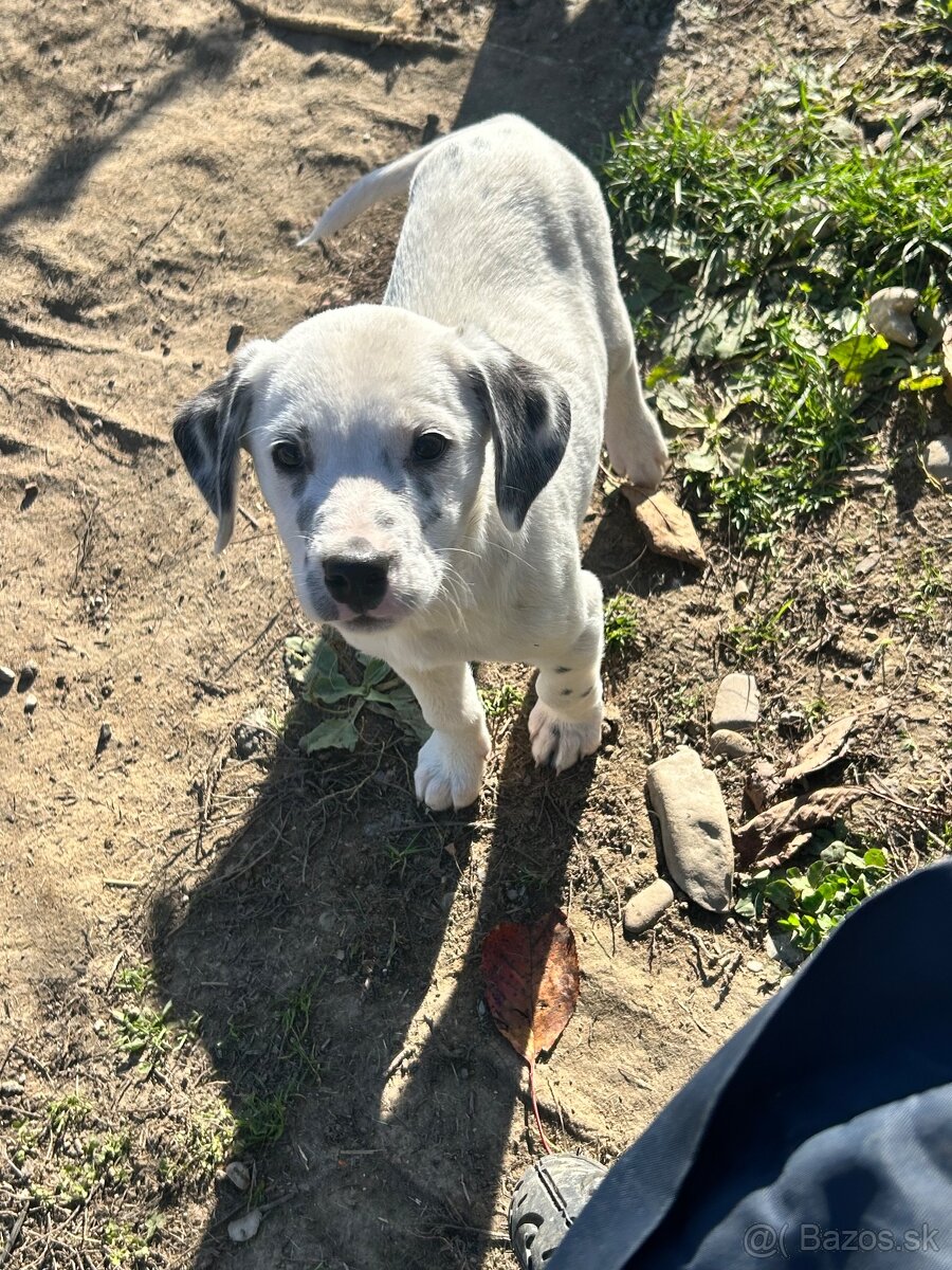 Darujem šteniatko - 6