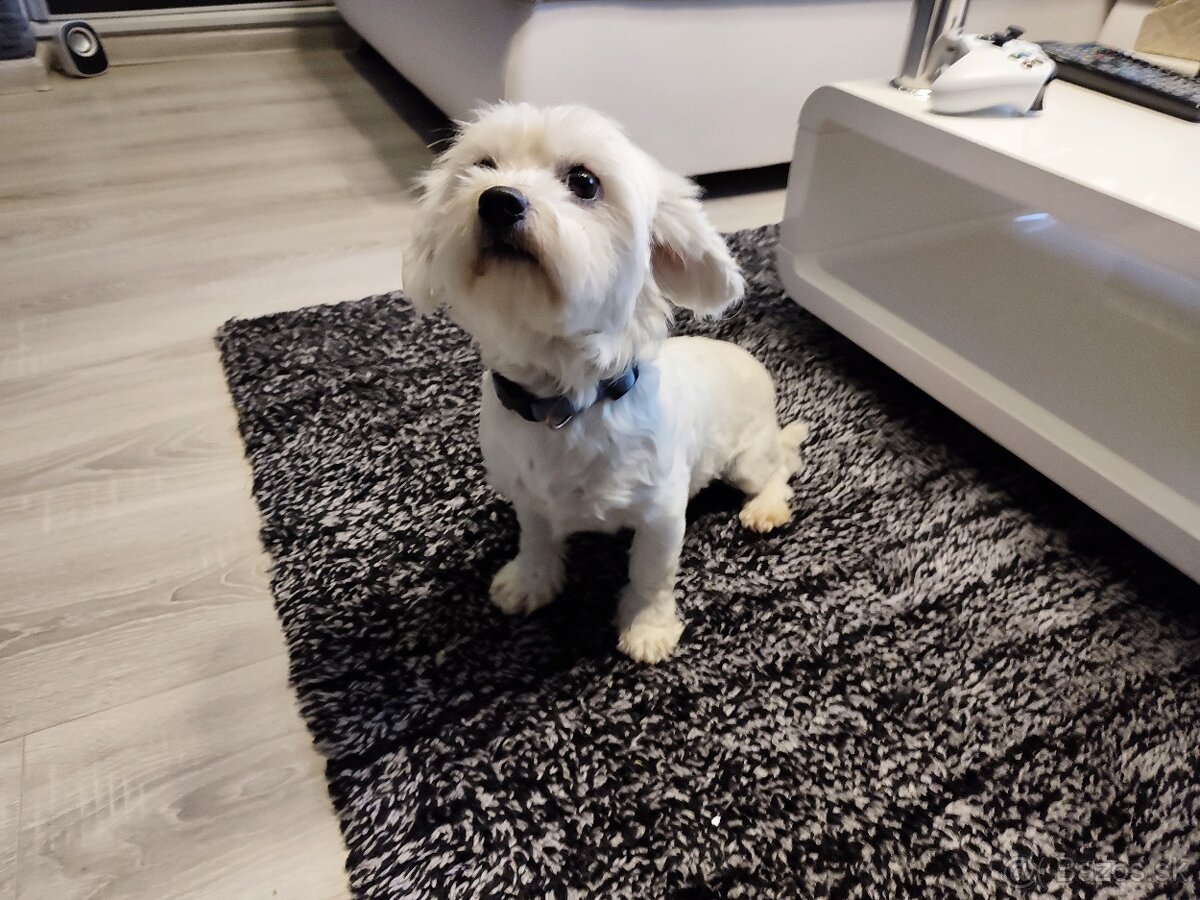 Maltezáz- šteniatka malého vzrastu - 6