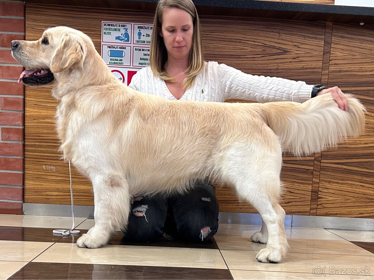 Zlatý retriever - 6