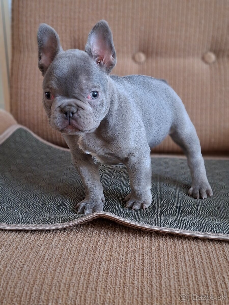 Francúzsky buldoček modry(lilac) - 6