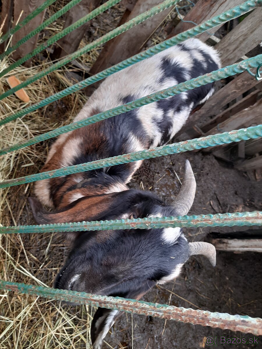 Predám koze a ovce - 6