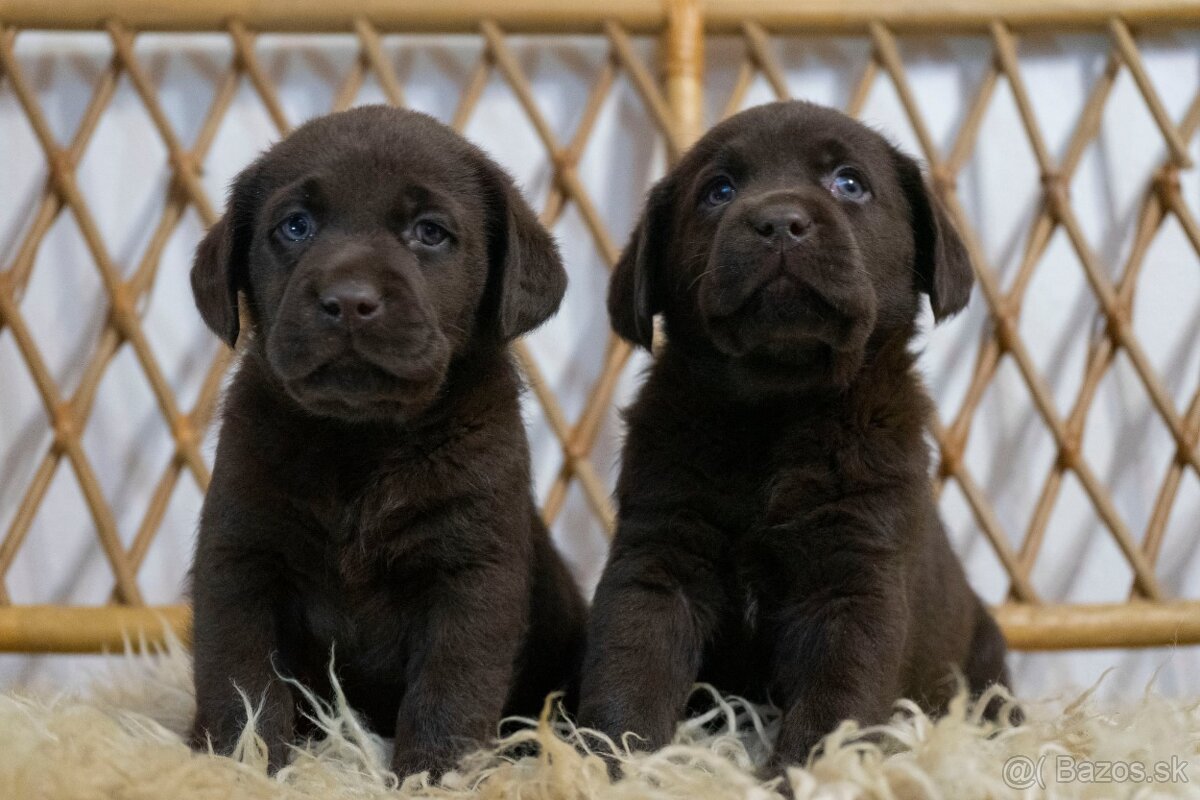 Šteniatka labrador retriever s PP, Labradorsky retriever - 6