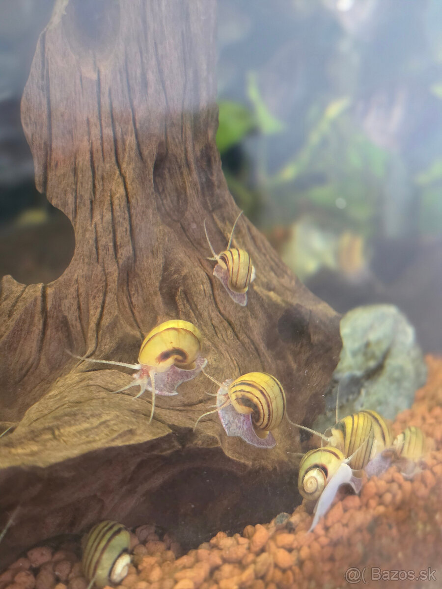 Slimák Mini ampulária špirálová - 6