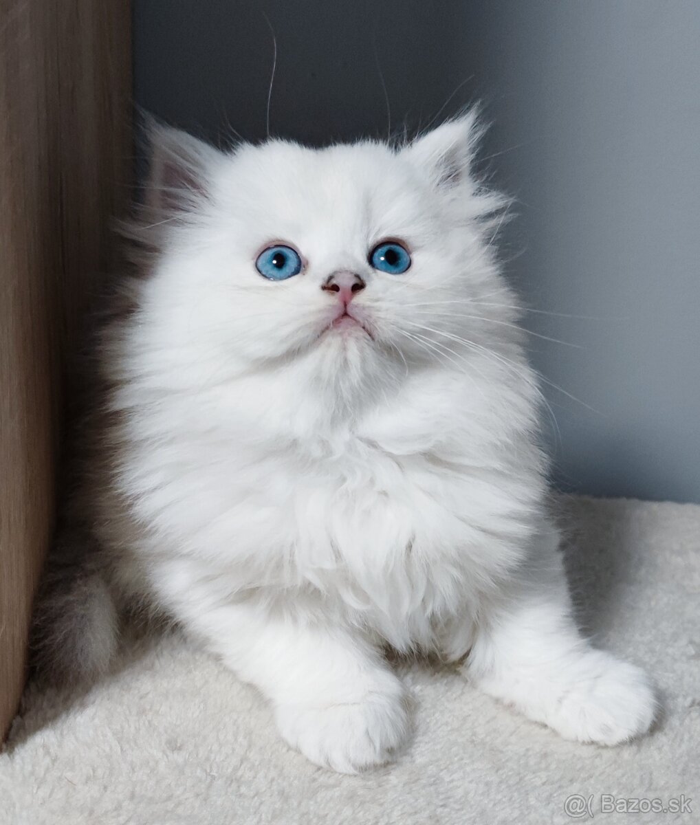 Britské mačiatka s PP ❣️ - 6