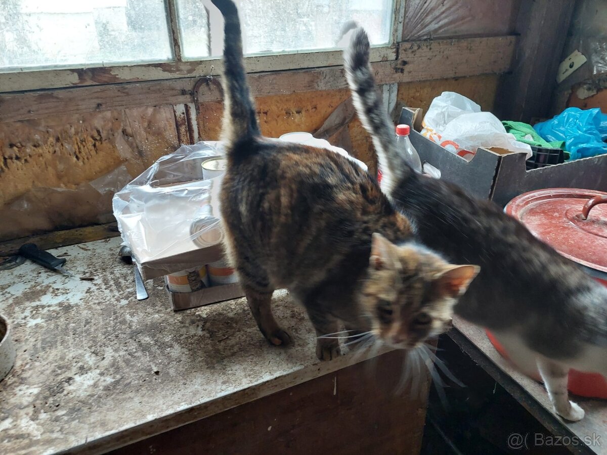 Darujem mačky - 6