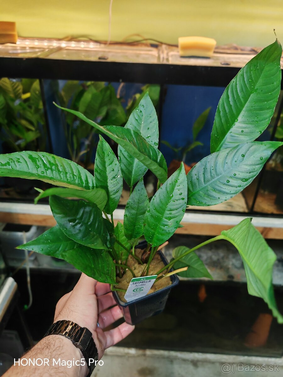 Anubias heterophylla - 6