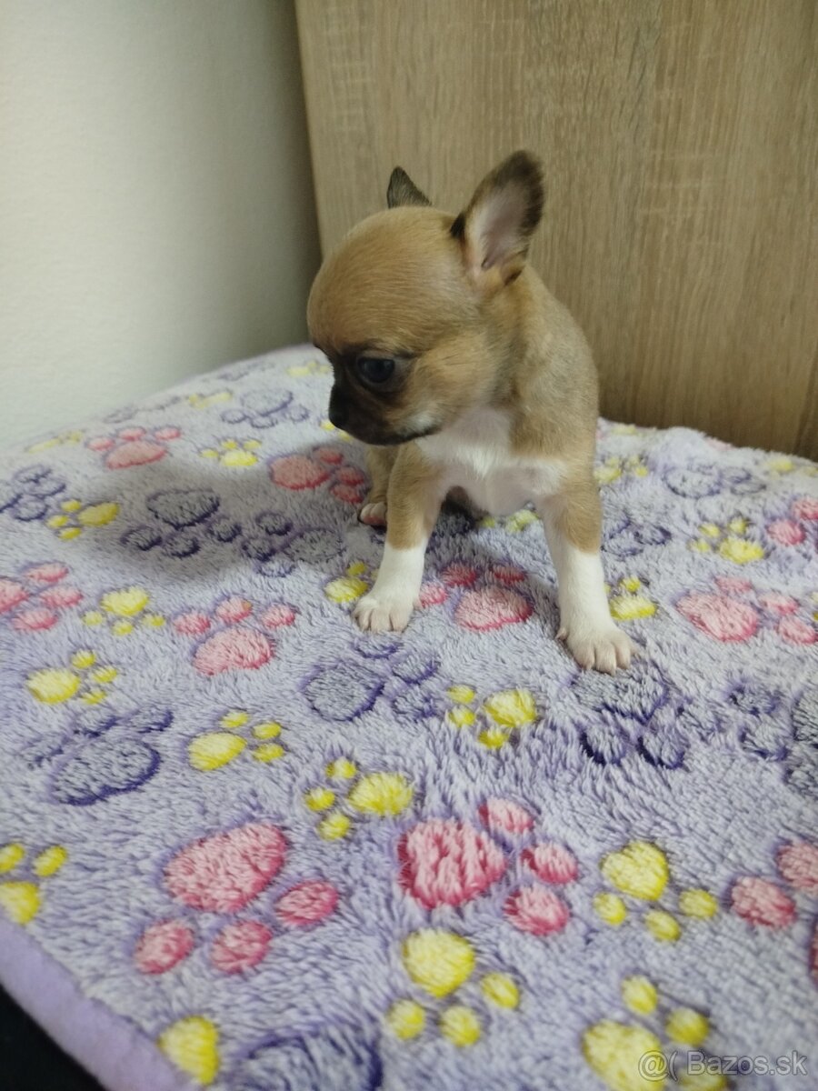Čivava mini sučka krátkosrsta - 6