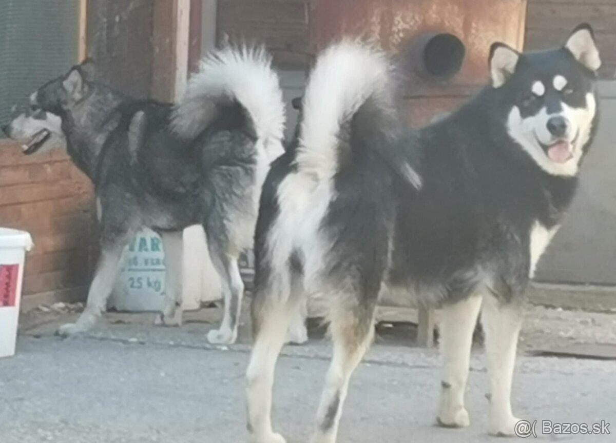Aljašský malamut - 6