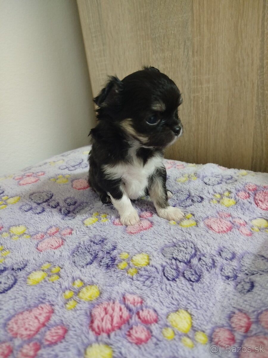 Čivava mini sučka dlhosrsta - 6