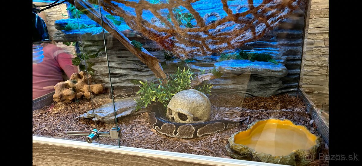 Pyton + terárium - 6