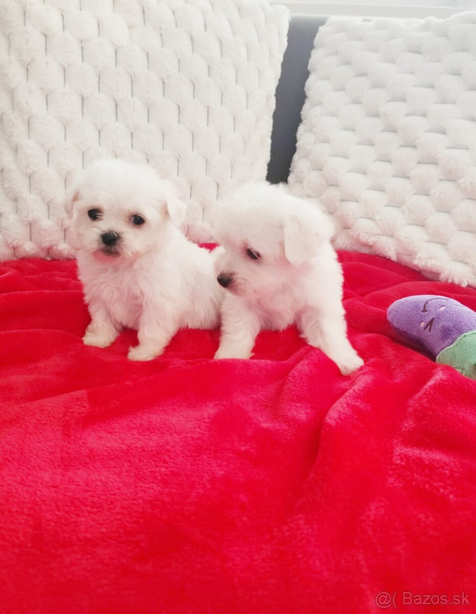 Maltezsky psík, maltezák, maltez - 6