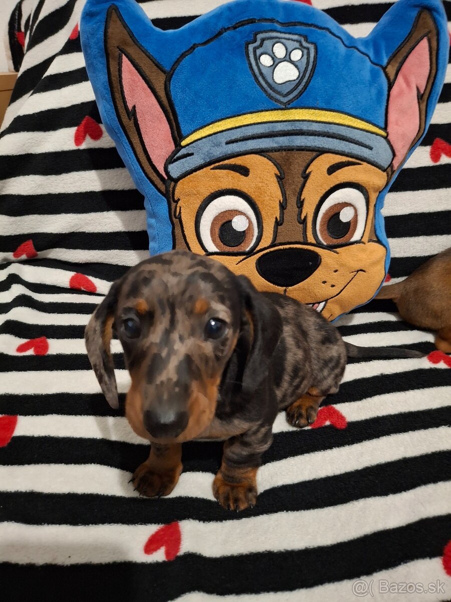 Trpasličí jazvečík - 6