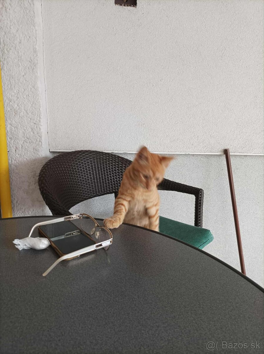 DARUJEM KRÁSNEHO KOCÚRIKA DO DOBRÝCH RÚK - 6