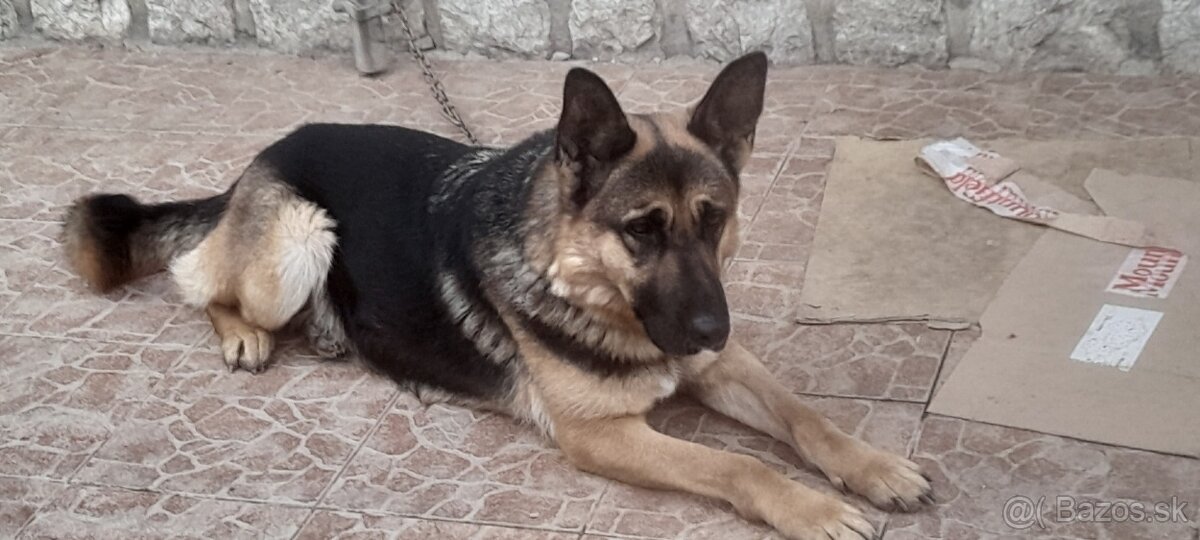 Nemecký ovčiak šteniatka - 6