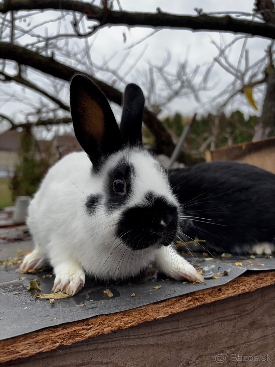 Zakrslý králik/zajac - 6