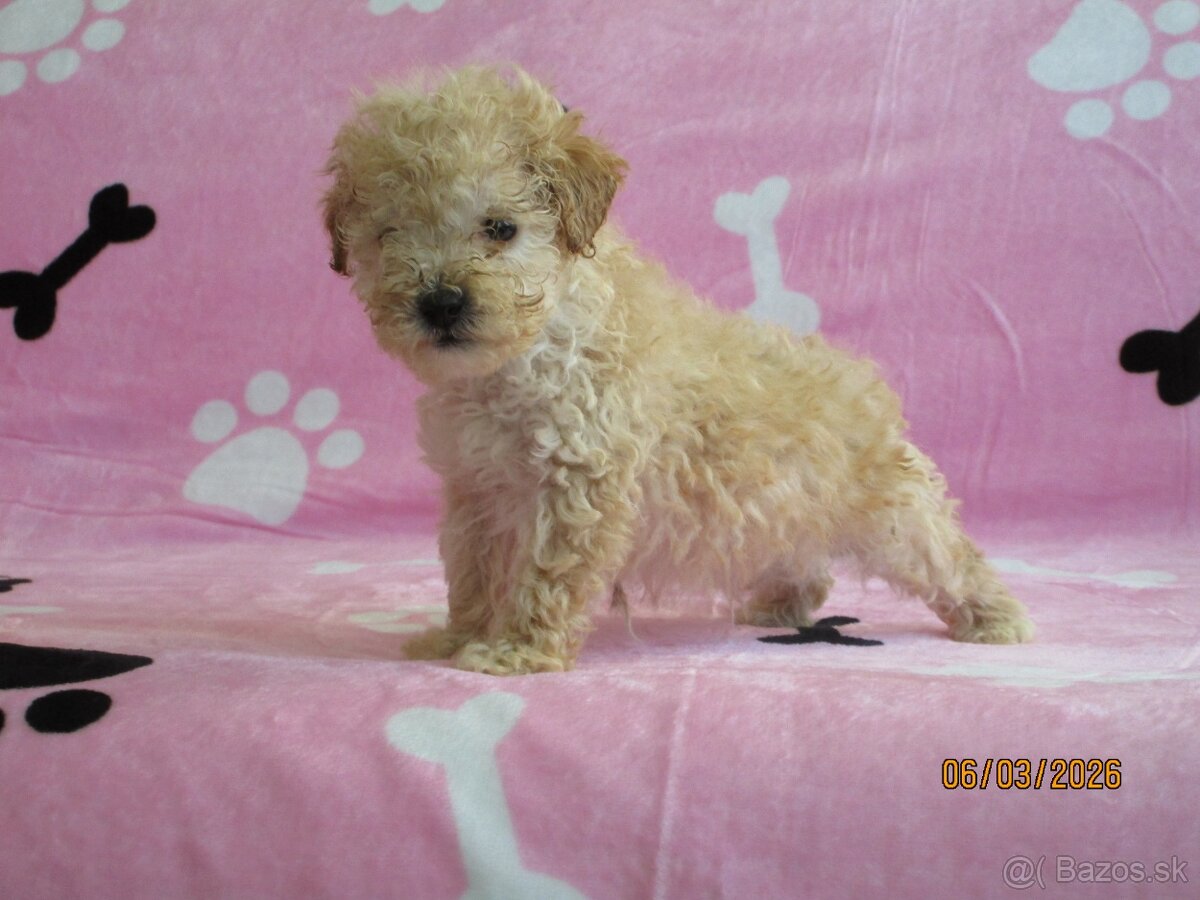 Pudel toy apricot white - 6