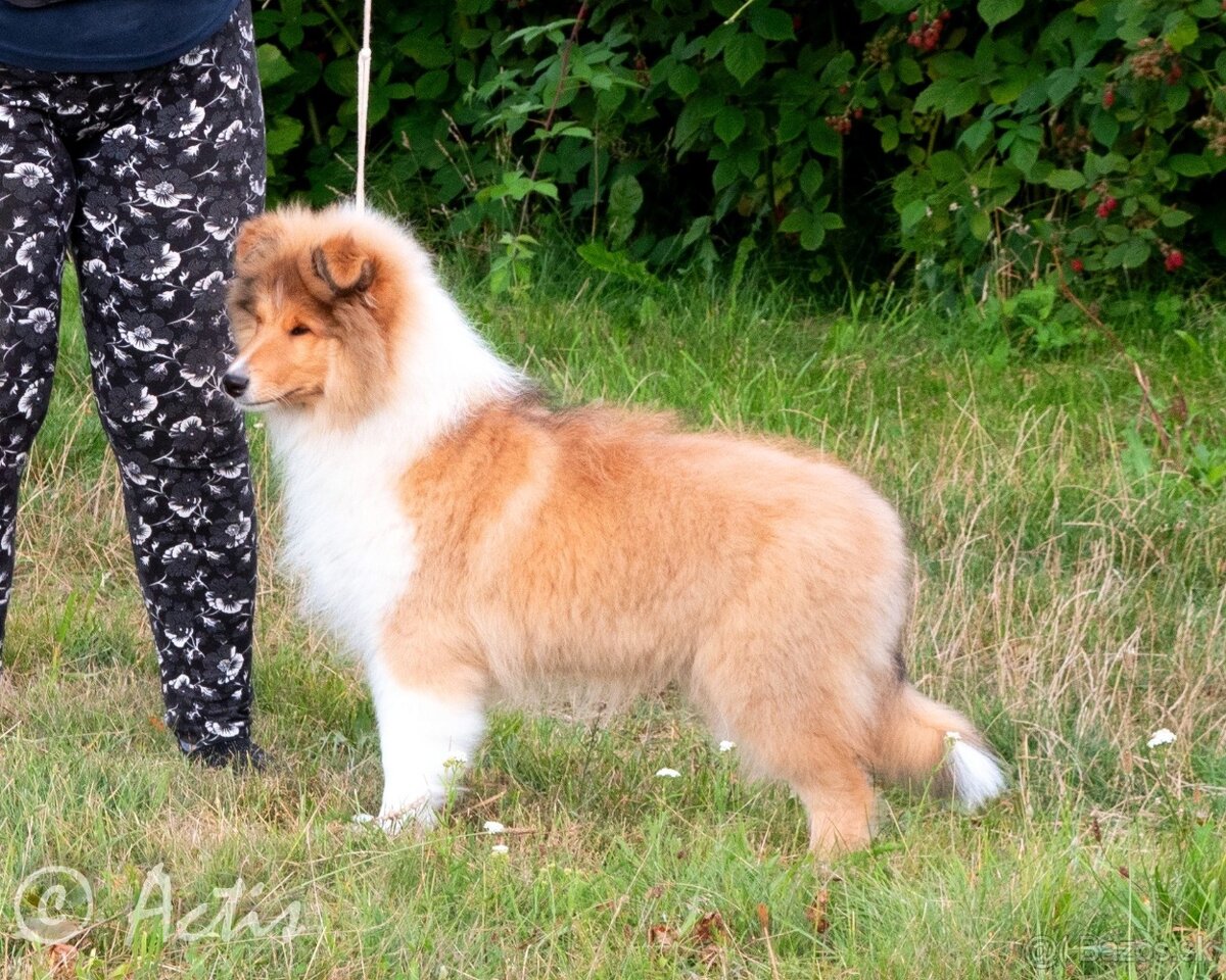 Kólia dlhosrstá s PP - 6