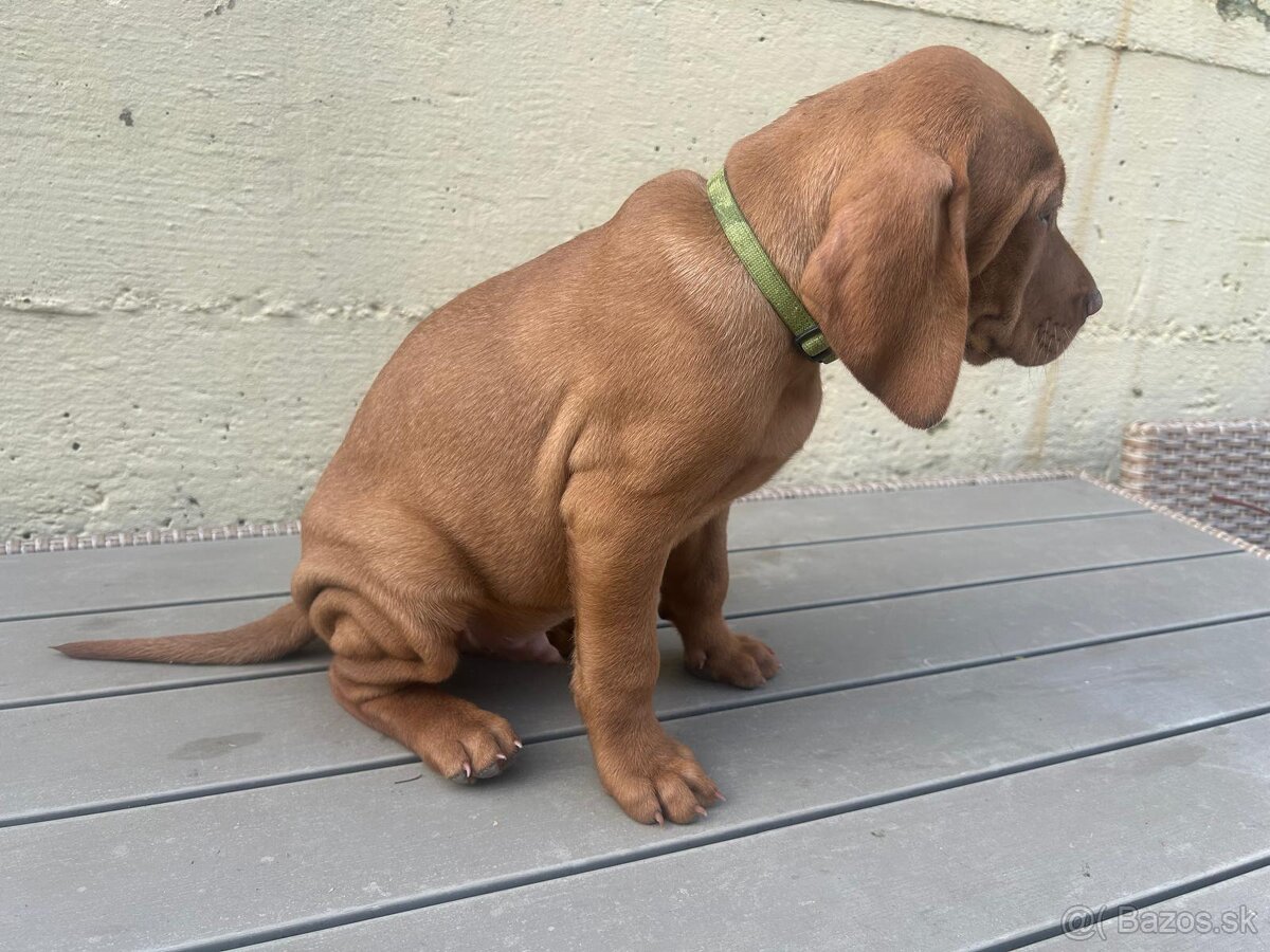 Maďarská vyžla - 6