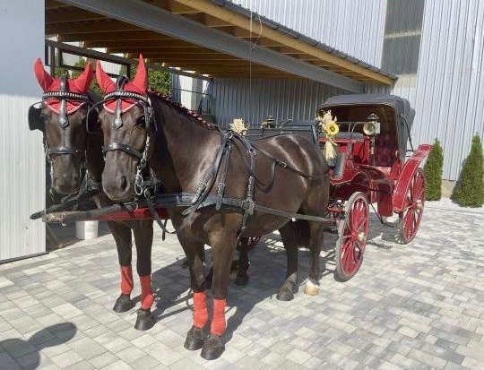 7 ročná kobylka Iwka :) - 6