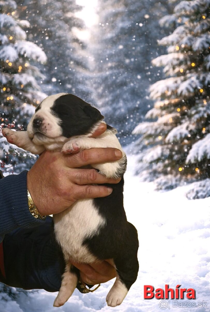 Stredoázijský ovčiak s PP - 6