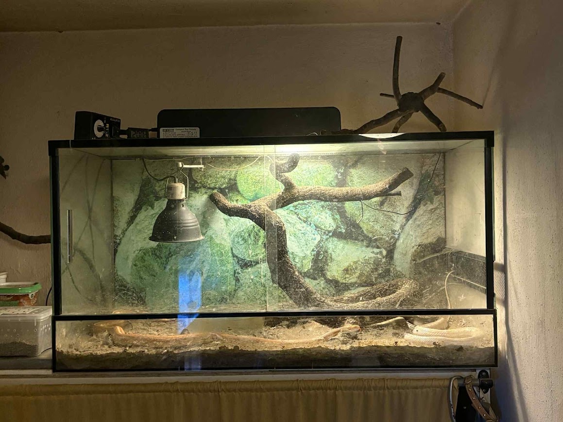 Užovka červená - 6